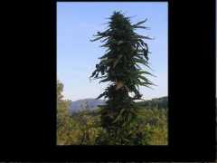 forum.sensiseeds.com Nearing