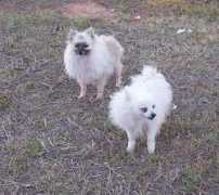 Necho