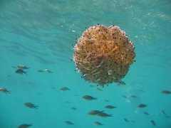 fotografier.n3po.com Nedan