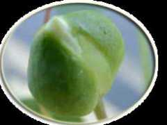 Nedyr