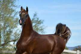 illusionarabians.com Neekita