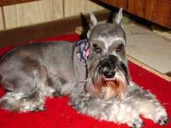 minschnauzer.com Neelah