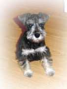 cathysminipuppies.com Neelay
