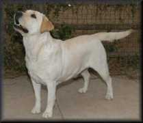 Neely
