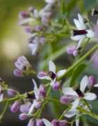 Neem