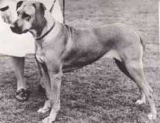 southernridgebacks.co.uk Nefertare