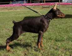 Neffer