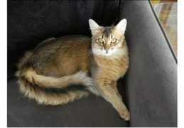 catchannel.com Nefretiri