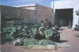 fao.org Nefzaoui
