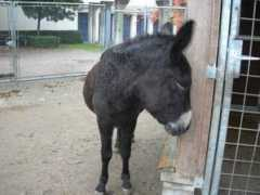 Negel