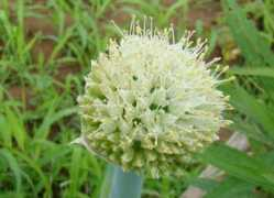 Neghi