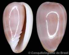 gastropods.com Negoi