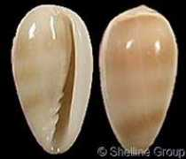 gastropods.com Negoi