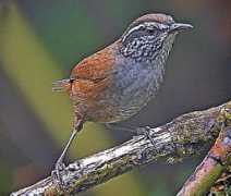 worldbirds.eu Negreti