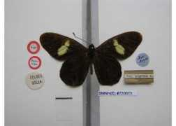 butterfliesofamerica.com Negrina