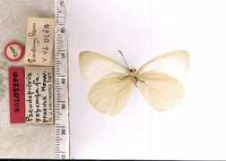 butterfliesofamerica.com Nehemia