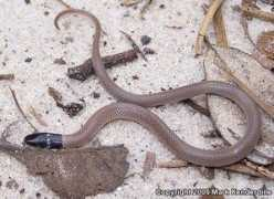 naherp.com Neilli