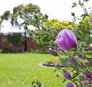 yarracity.vic.gov.au Neillie