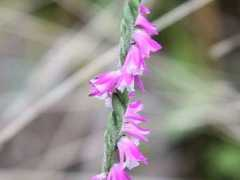 botanic.jp Nejiba