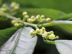 botanic.jp Nekono