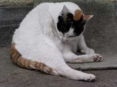 Nekosan
