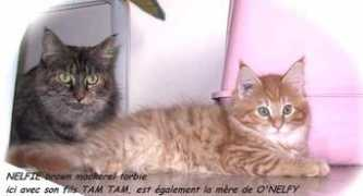 chat-mainecoon.com Nelfie