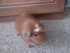 Nelka