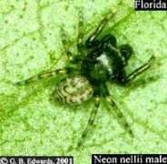 salticidae.org Nellii