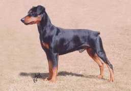 dogclub.co.uk Nellinda