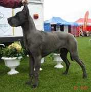 Nelzon