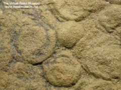 fossilmuseum.net Nemaia