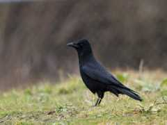 birdphoto.nl Nemend