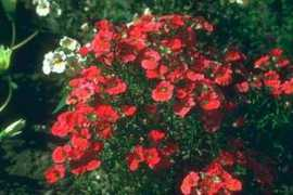 alientravelguide.com Nemesia