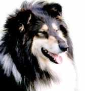 collie-online.com Nemily