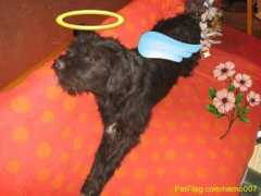 petflog.com Nemito