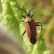 galerie-insecte.org Nemora