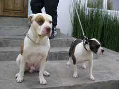 anypet.us Nemorio