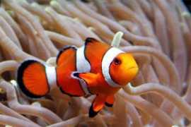 topnews.in Nemos