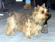 Nemro
