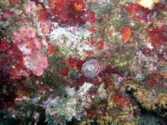 divecenter.hu Nemtom