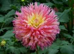 dahlias.net Nenekazi