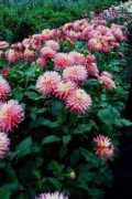 anglo-dutch-dahlias.co.uk Nenekazi