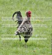 fond-ecran-image.com Nenesse