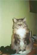 garfield.de Nenota