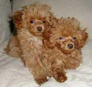 toypoodle.ca Nenson