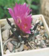 cactus.bendery.md Neog