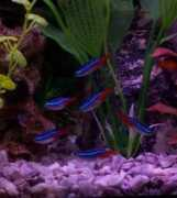 badmanstropicalfish.com Neons