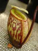 Nepenthes