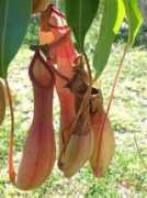 Nepenthes