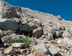 west-crete.com Nepeta